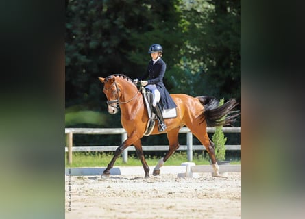 Hanoverian, Gelding, 8 years, 17 hh, Brown