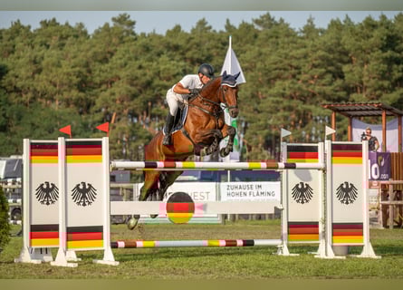 Hanoverian, Gelding, 8 years, 17 hh, Brown