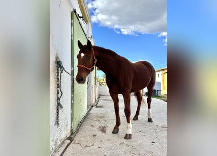 Hanoverian, Gelding, 8 years, 17 hh, Chestnut-Red