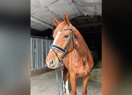 Hanoverian, Gelding, 8 years, 17 hh, Chestnut-Red