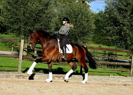 Hanoverian, Gelding, 8 years, 17,3 hh, Bay-Dark