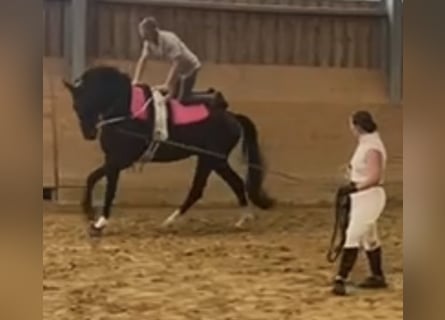 Hanoverian, Gelding, 8 years, 18,2 hh, Black