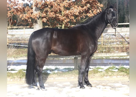 Hanoverian, Gelding, 9 years, 16,1 hh, Black