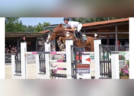 Hanoverian, Gelding, 9 years, 16,1 hh, Chestnut-Red