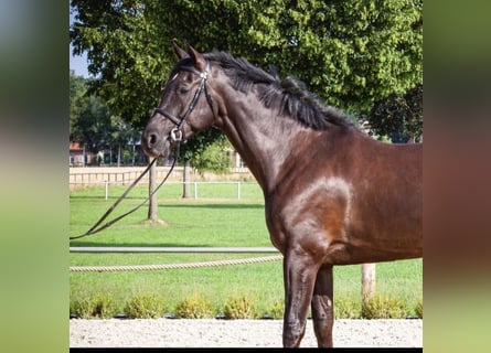 Hanoverian, Gelding, 9 years, 16,2 hh, Black