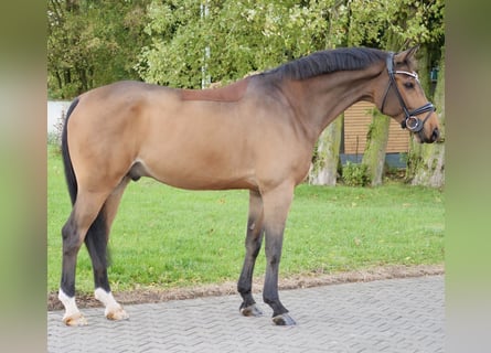 Hanoverian, Gelding, 9 years, 16.2 hh, Brown