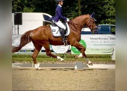 Hanoverian, Gelding, 9 years, 16.2 hh, Chestnut-Red