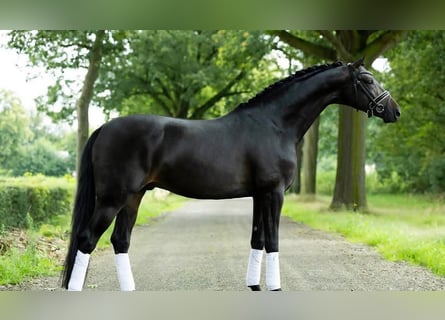 Hanoverian, Gelding, 9 years, 16.2 hh