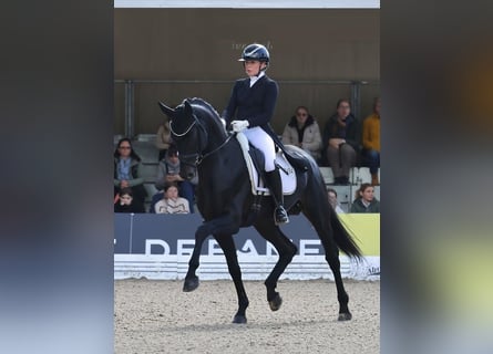 Hanoverian, Gelding, 9 years, 16.2 hh