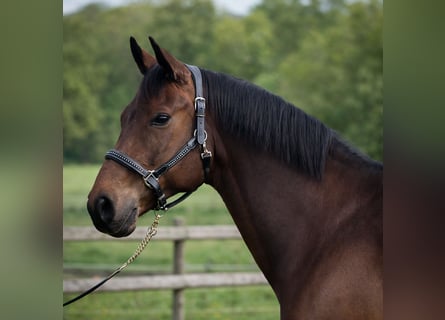 Hanoverian, Gelding, 9 years, 16.3 hh, Bay-Dark