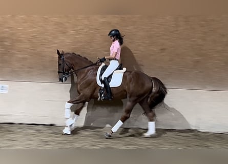 Hanoverian, Gelding, 9 years, 16,3 hh, Chestnut-Red