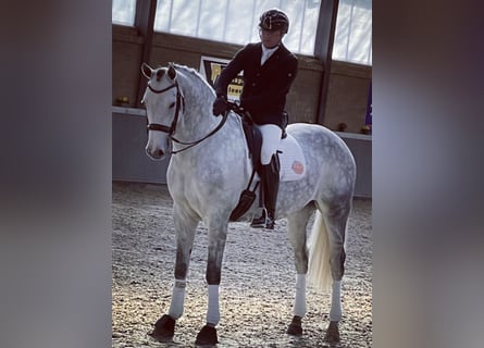 Hanoverian, Gelding, 9 years, 16,3 hh, Gray