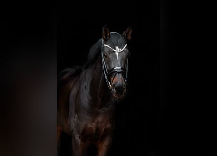 Hanoverian, Gelding, 9 years, 16,1 hh, Bay-Dark