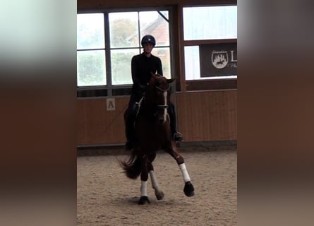 Hanoverian, Gelding, 9 years, 16,2 hh, Chestnut-Red Hanoverian, Gelding, 9 years, 16,2 hh, Chestnut-Red