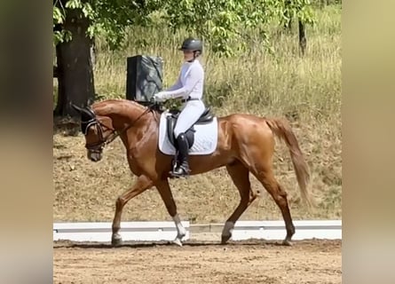 Hanoverian, Gelding, 9 years, 16,2 hh, Chestnut-Red