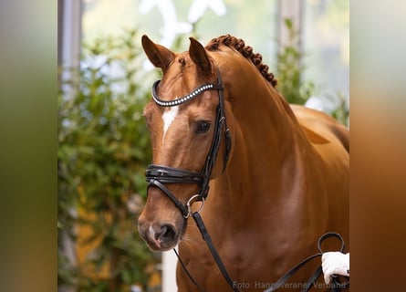 Hanoverian, Gelding, 9 years, 16,2 hh, Chestnut-Red