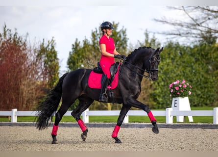 Hanoverian, Gelding, 9 years, 16,2 hh
