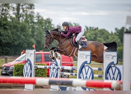 Hanoverian, Gelding, 9 years, 16,2 hh