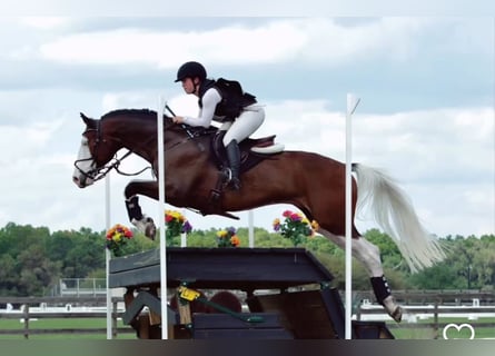 Hanoverian, Gelding, 9 years, 16,2 hh, Tobiano-all-colors