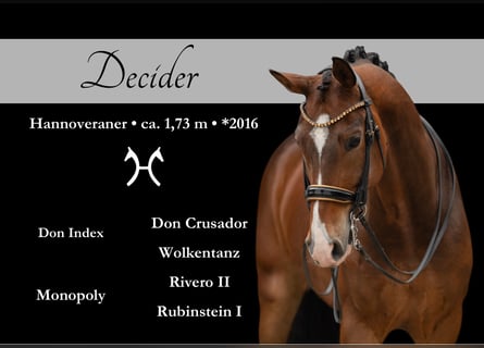 Hanoverian, Gelding, 9 years, 16,3 hh, Bay-Dark