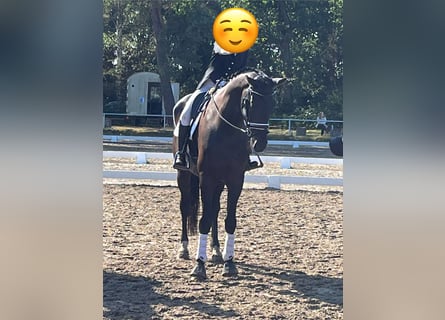Hanoverian, Gelding, 9 years, 17.1 hh, Black Hanoverian, Gelding, 9 years, 17.1 hh, Black