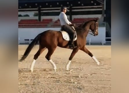 Hanoverian, Gelding, 9 years, 17.1 hh, Brown