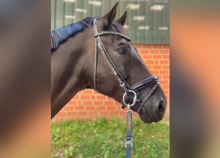 Hanoverian, Gelding, 9 years, 17.2 hh, Black