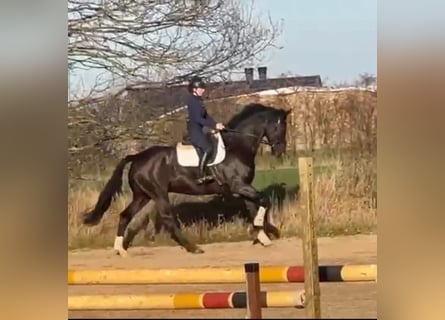 Hanoverian, Gelding, 9 years, 17 hh, Black