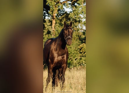 Hanoverian, Gelding, 9 years, 17 hh, Black