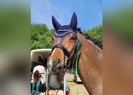 Hanoverian, Gelding, 9 years, 17 hh, Brown