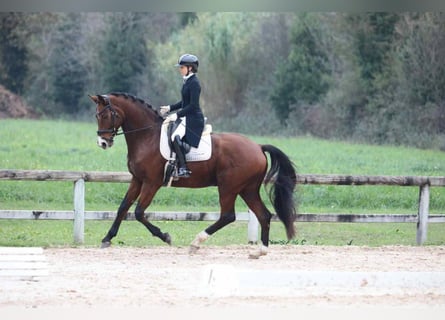 Hanoverian, Gelding, 9 years, 17 hh, Brown