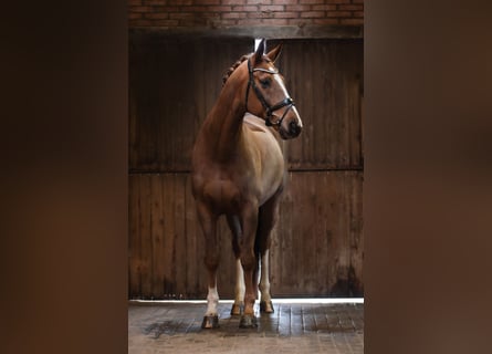 Hanoverian, Gelding, 9 years, 17 hh, Chestnut