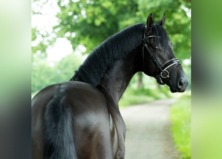 Hanoverian, Gelding, 9 years, 17 hh