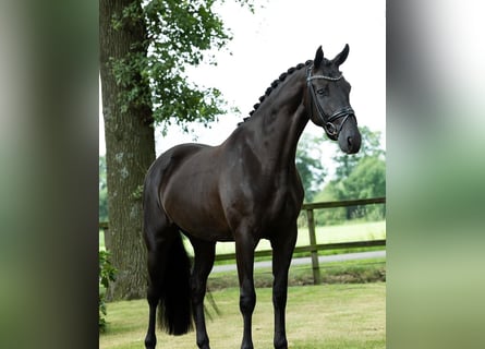 Hanoverian, Gelding, 9 years, 17 hh