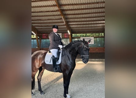 Hanoverian, Gelding, 9 years, 17 hh, Smoky-Black