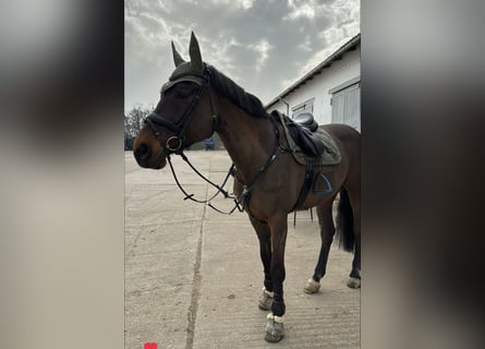 Hanoverian, Gelding, 9 years, 18 hh, Brown