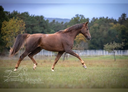 Hanoverian, Gelding, 9 years, 18 hh, Chestnut