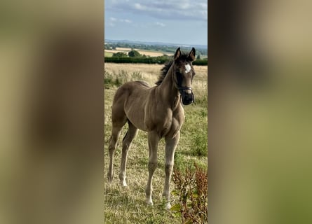Hanoverian, Gelding, , 17 hh, Black