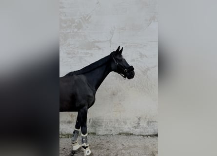 Hanoverian, Mare, 10 years, 15.3 hh, Black