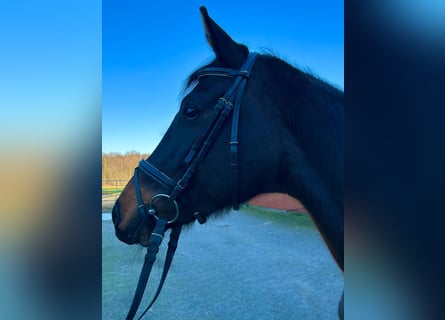 Hanoverian, Mare, 10 years, 16,1 hh, Bay-Dark