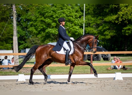 Hanoverian, Mare, 10 years, 16.1 hh, Brown