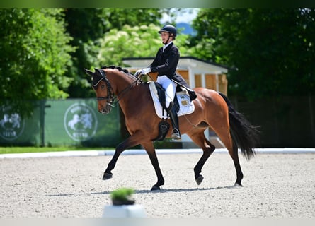 Hanoverian, Mare, 10 years, 16.1 hh, Brown