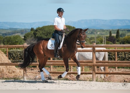 Hanoverian, Mare, 10 years, 16.1 hh, Brown