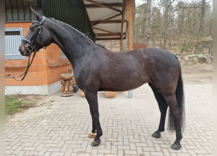 Hanoverian, Mare, 10 years, 16.2 hh, Black