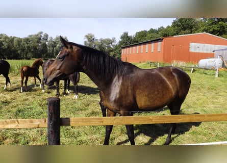 Hanoverian, Mare, 10 years, 16,2 hh, Brown