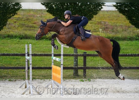 Hanoverian, Mare, 10 years, 16.2 hh, Brown