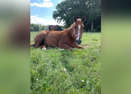 Hanoverian, Mare, 10 years, 16,2 hh, Chestnut