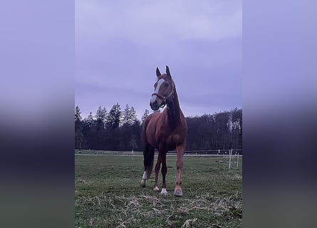 Hanoverian, Mare, 10 years, 16,2 hh, Chestnut-Red