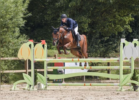 Hanoverian, Mare, 10 years, 16.2 hh, Chestnut-Red