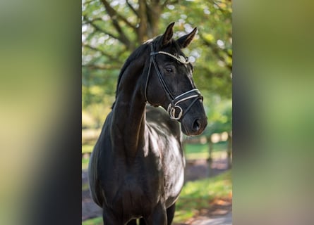 Hanoverian, Mare, 10 years, 16.3 hh, Black